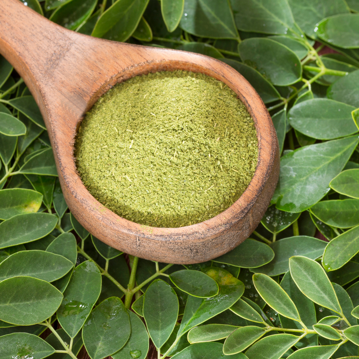 Moringa Powder